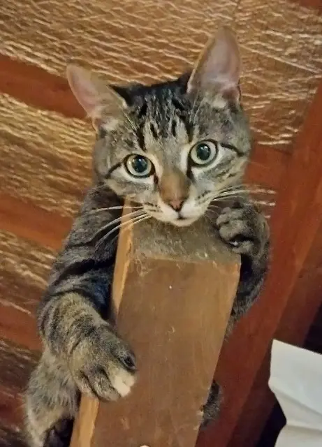 chatte lost   87500 Saint-Yrieix-la-Perche Maya