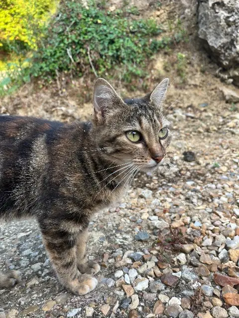 cat lost   87500 Saint-Yrieix-la-Perche Maya