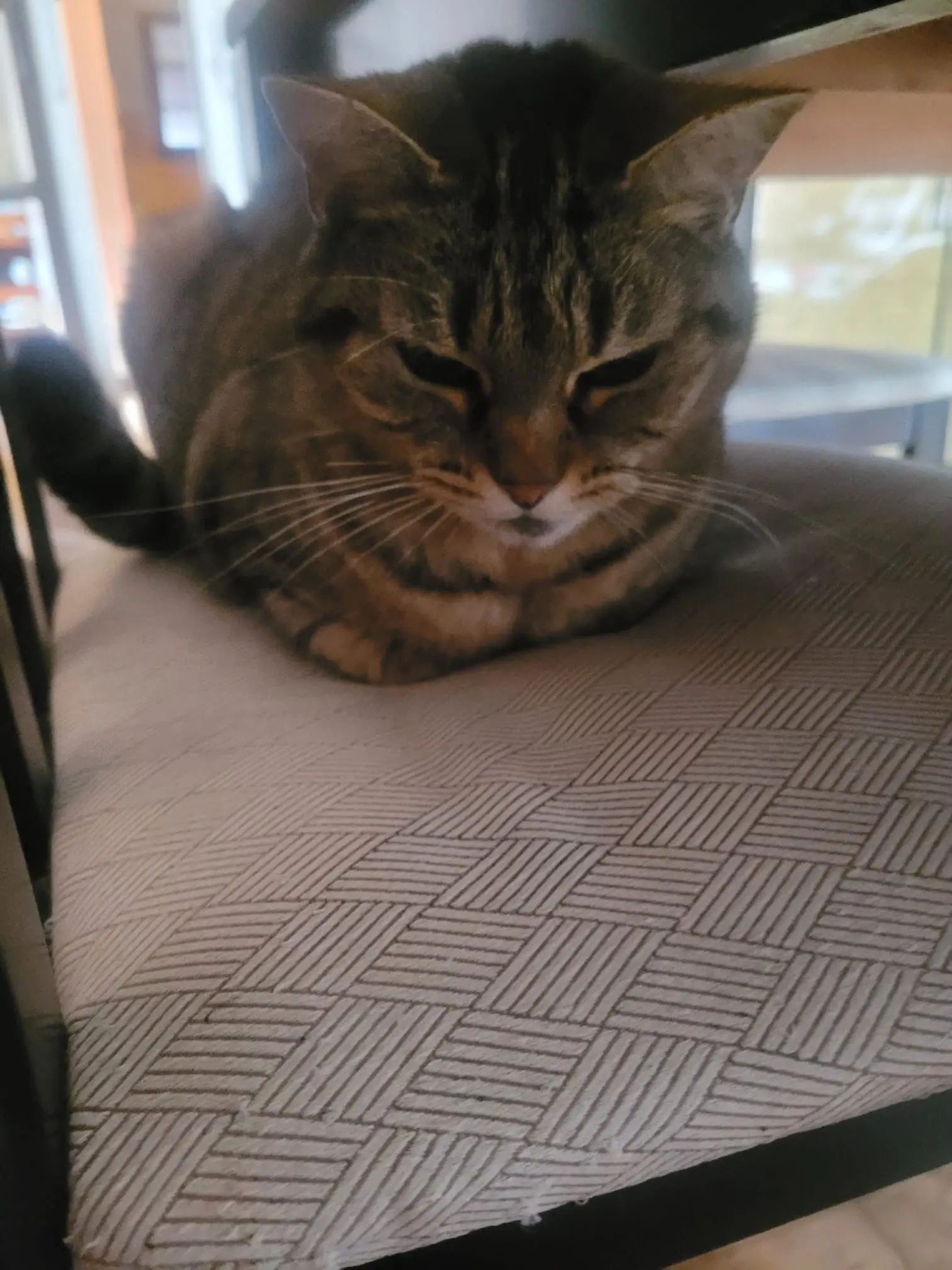 chatte lost   87200 Saint-Junien maya