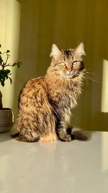 chatte lost   87170 Isle Mia