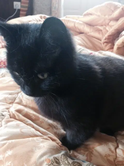 chatte lost   87300 Bellac Mimine