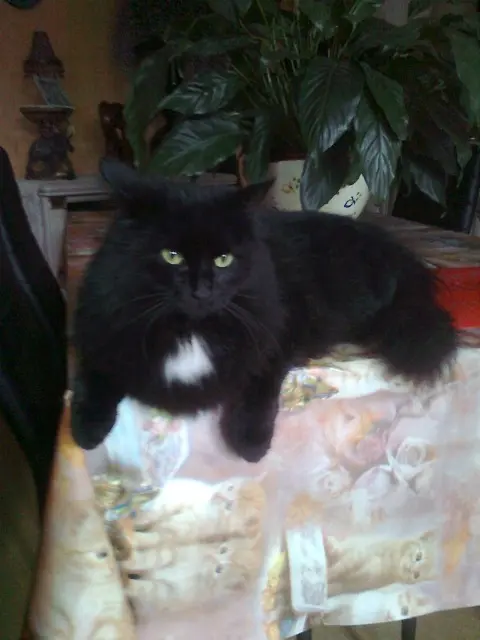 chatte lost   87200 Saint-Junien Moussa