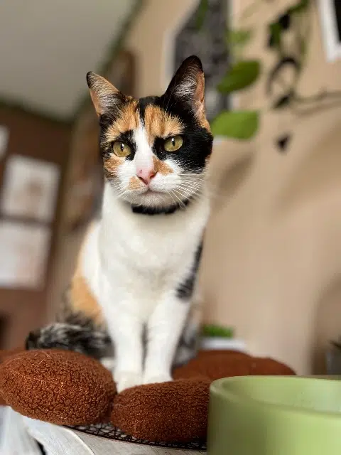 chatte lost   87200 Saint-Junien Mya