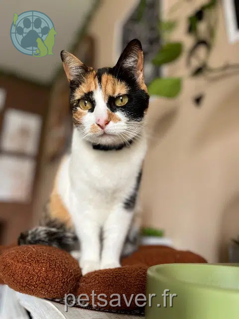 cat lost 87200 Saint-Junien Mya cat lost 87200 Saint-Junien Mya