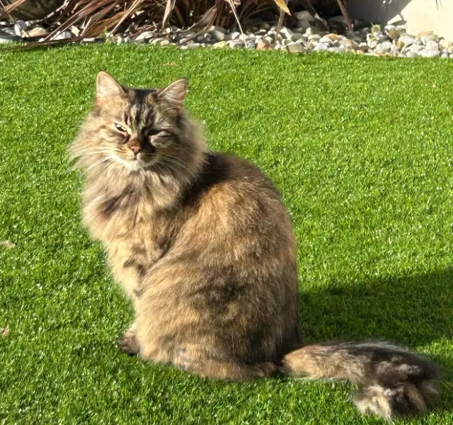 gata perdida 87410 Le Palais-sur-Vienne Naïa gata lost 87410 Le Palais-sur-Vienne Naïa