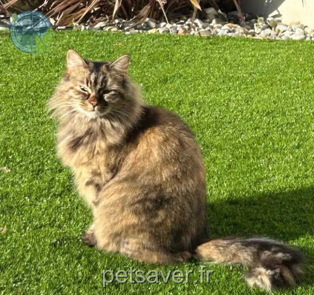 kat vermist 87410 Le Palais-sur-Vienne Naïa kat lost 87410 Le Palais-sur-Vienne Naïa