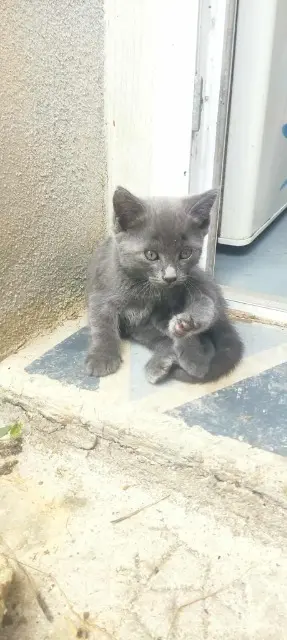 chatte lost   87250 Folles Nezuko