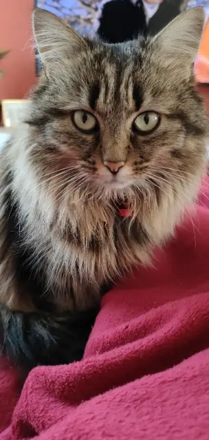 chatte lost   87400 Royères Nounou