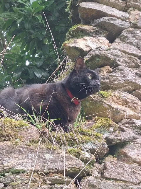 chatte lost   87800 La Meyze Oca