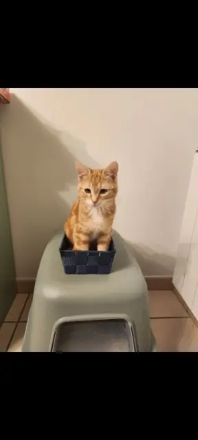 chatte lost   87430 Verneuil-sur-Vienne Patounette