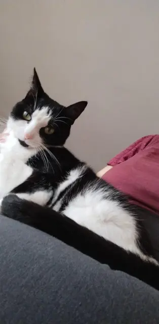 chatte lost   87700 Aixe-sur-Vienne Perle