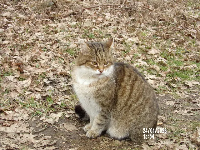 chatte lost   87230 Bussière-Galant Pistache