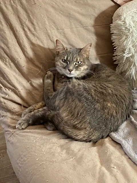 chatte lost   87200 Chaillac-sur-Vienne Prisca
