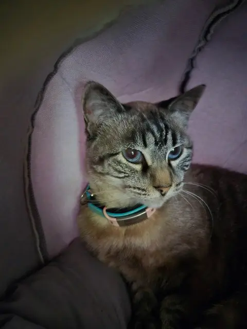 chatte lost   87200 Saint-Junien Pupuce