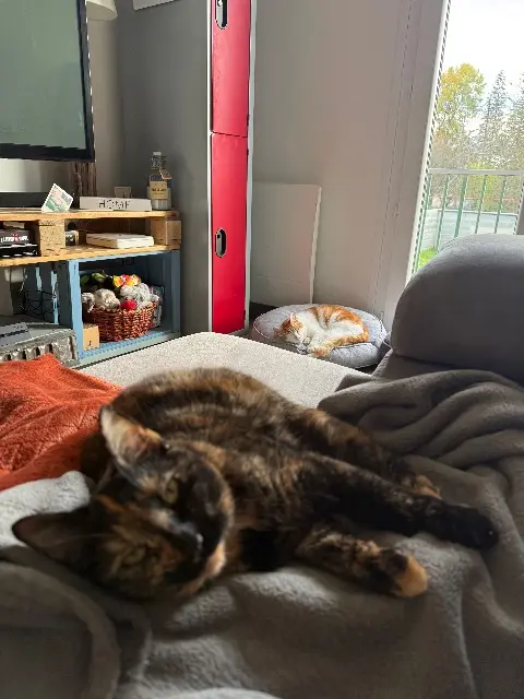 chatte lost   87590 Saint-Just-le-Martel Rox