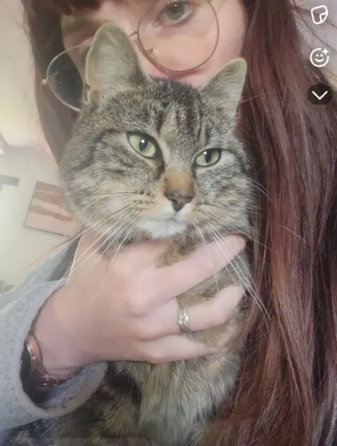 chatte lost   87310 Cognac-la-Forêt Sage ( Seydj)