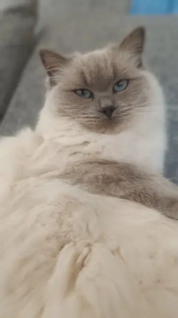 chatte lost   87250 Fromental Sissi