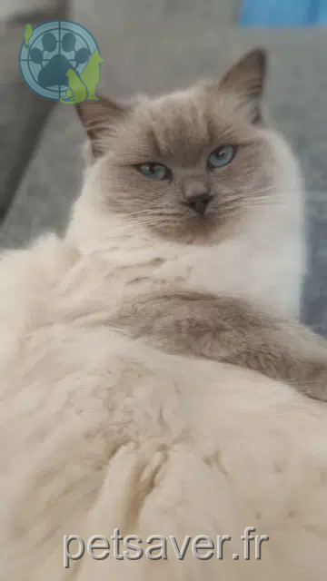 chatte perdue 87250 Fromental Sissi chatte lost 87250 Fromental Sissi
