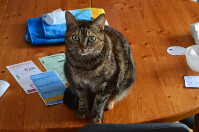 chatte lost   87160 Saint-Sulpice-les-Feuilles Sticky
