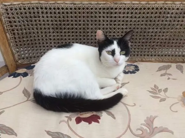 chatte lost   87250 Bessines-sur-Gartempe Tchulu