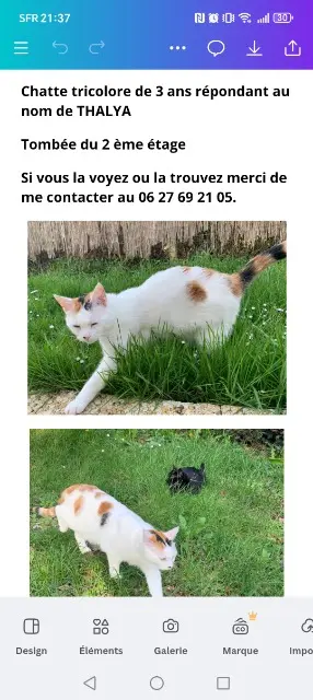 chatte lost   87410 Le Palais-sur-Vienne Thalya