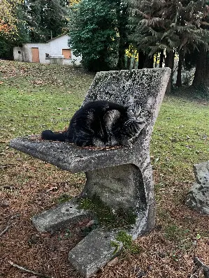 Chatte Perdue 87 Haute-Vienne - Toad