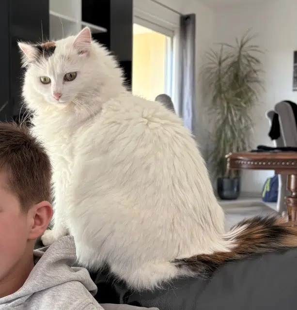 chatte lost   87800 Burgnac Umi