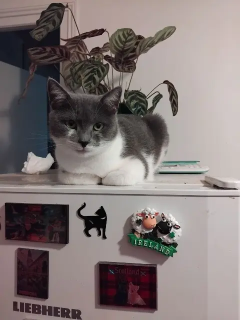 chatte lost   87500 Coussac-Bonneval Upsy