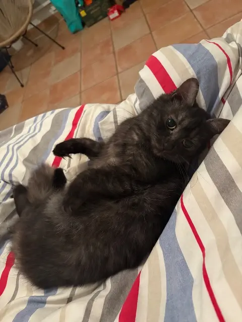 chatte lost   87620 Séreilhac Valentina