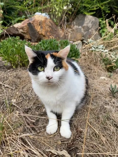 chatte lost   87270 Couzeix VESTA