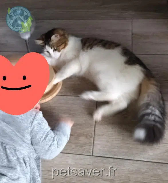 chatte lost   87300 Breuilaufa Zelie