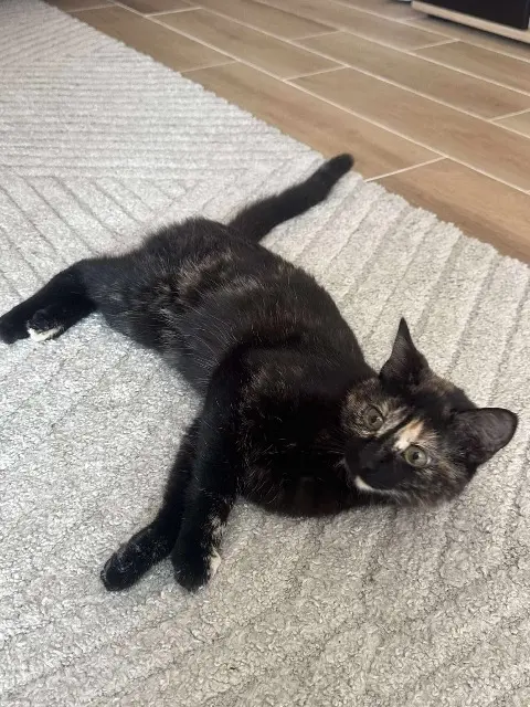 chatte lost   87110 Le Vigen Zinnia