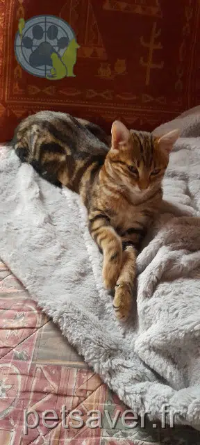 chatte lost   88340 Le Val-d'Ajol Amaya