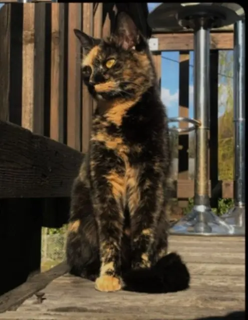 chatte lost   88200 Vecoux Banane