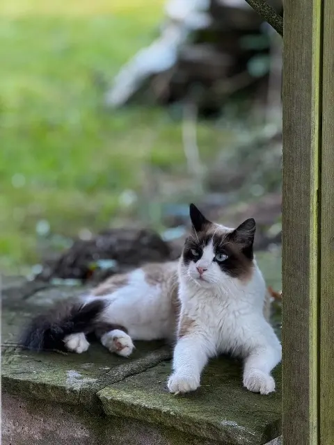 chatte lost   88380 Arches Bounty