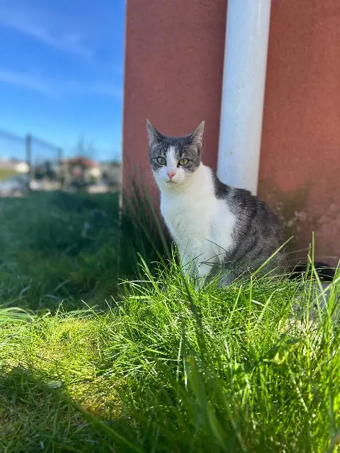 chatte lost   88190 Golbey Bulut