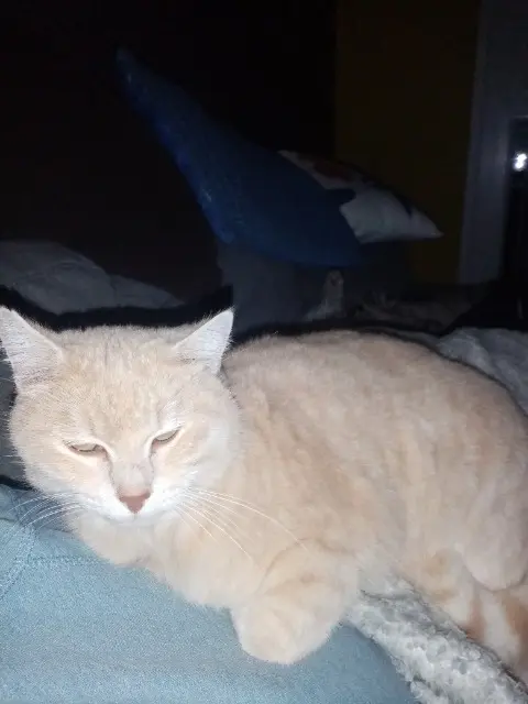 chatte lost   88390 Uxegney Cachou