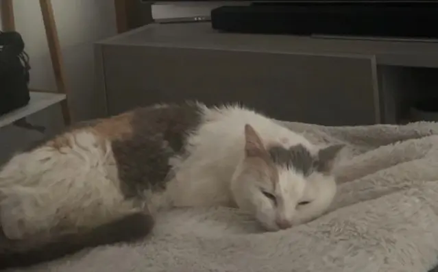 chatte lost   88000 Épinal Chipette