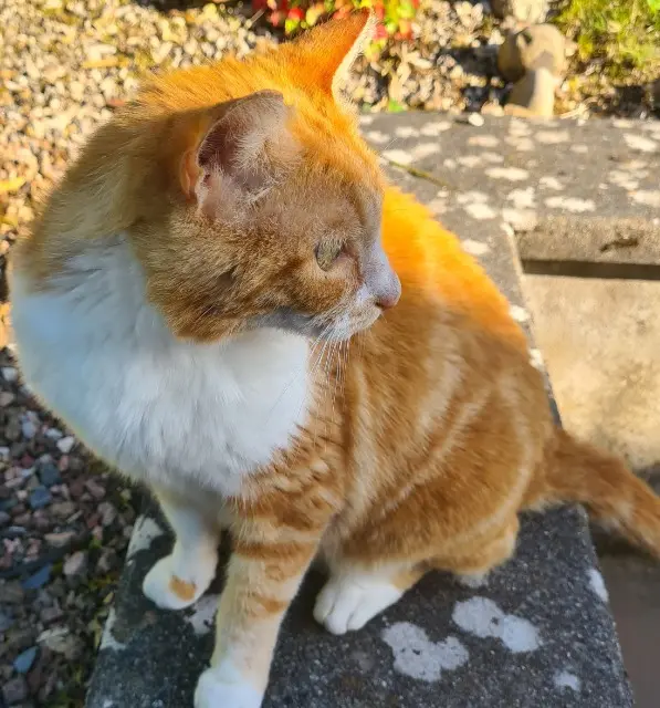 chatte lost   88100 Saint-Dié-des-Vosges Chippie