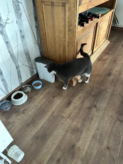 chatte lost   88650 Anould Clochette