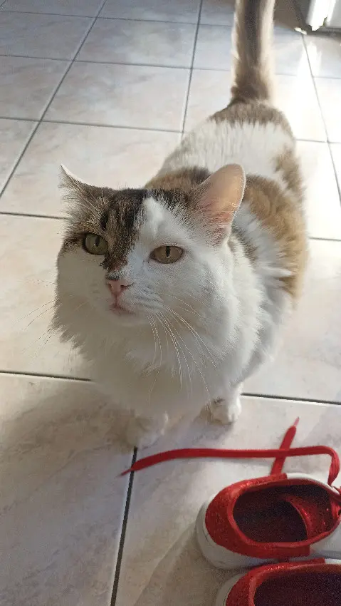 Chatte Perdue 88 Vosges - Clochette. Chatte Perdue 88 Vosges - Clochette.