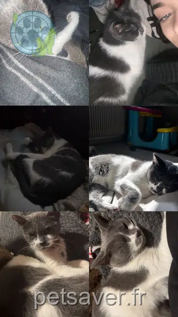 chatte lost   88800 Vittel Diabolo