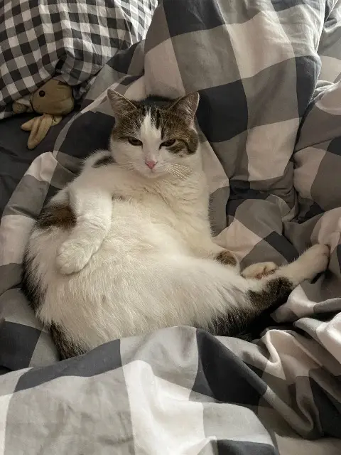 chatte lost   88330 Châtel-sur-Moselle Diana