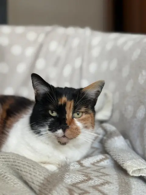 chatte lost   88700 Rambervillers FELIXE