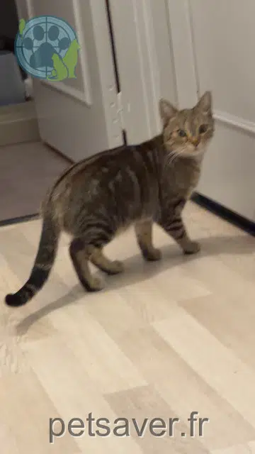 gata lost   88150 Thaon-les-Vosges Freya