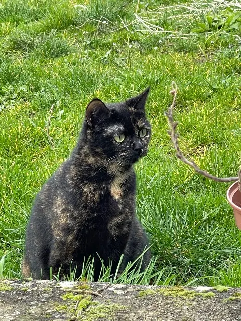 chatte lost   88390 Domèvre-sur-Avière Gaia