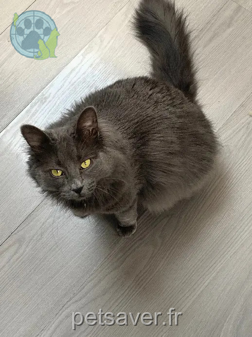 chatte perdue 88340 Le Val-d'Ajol Granola chatte lost 88340 Le Val-d'Ajol Granola