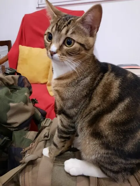 chatte lost   88190 Golbey Hermine