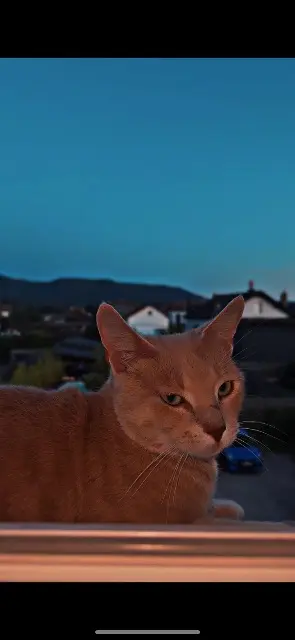 chatte lost   88510 Éloyes Isis