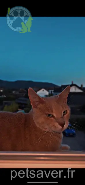 cat lost 88510 Éloyes Isis cat lost 88510 Éloyes Isis